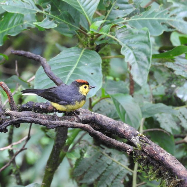 Monteverde