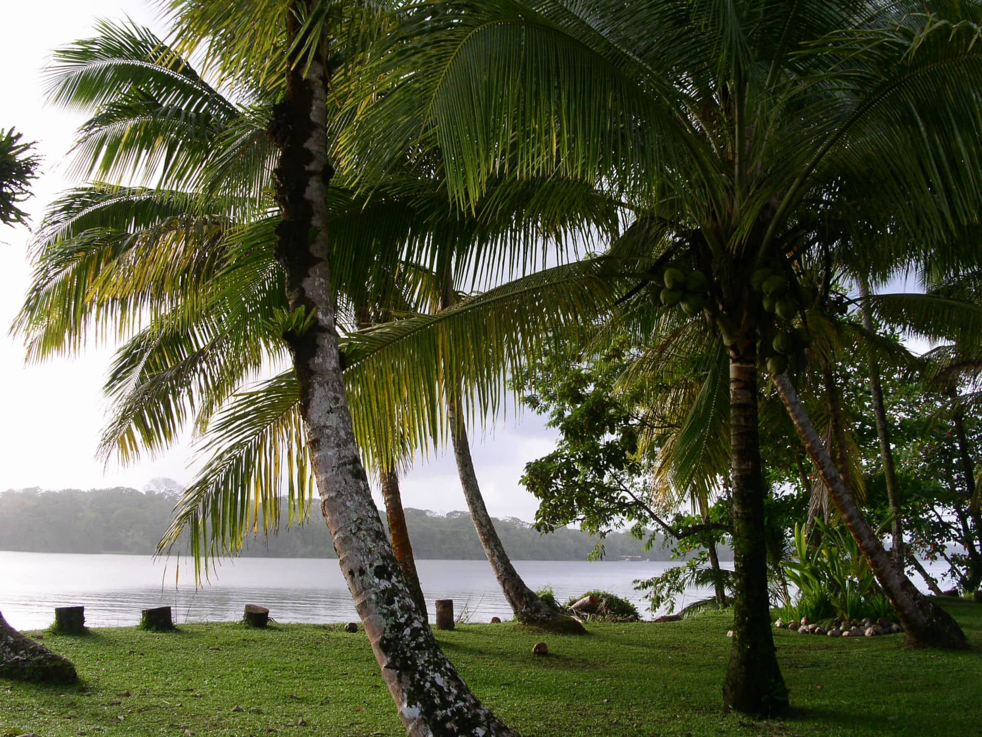 tortuguero2