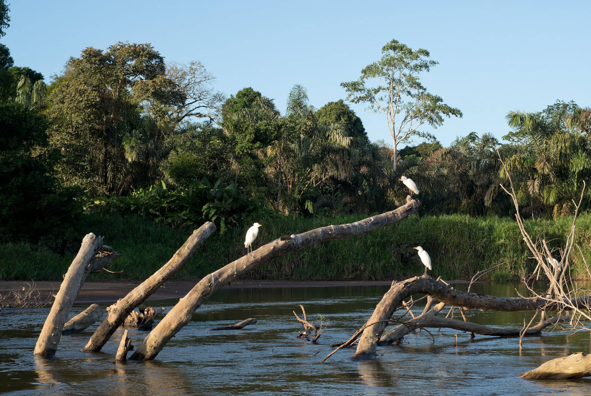 tortuguero3
